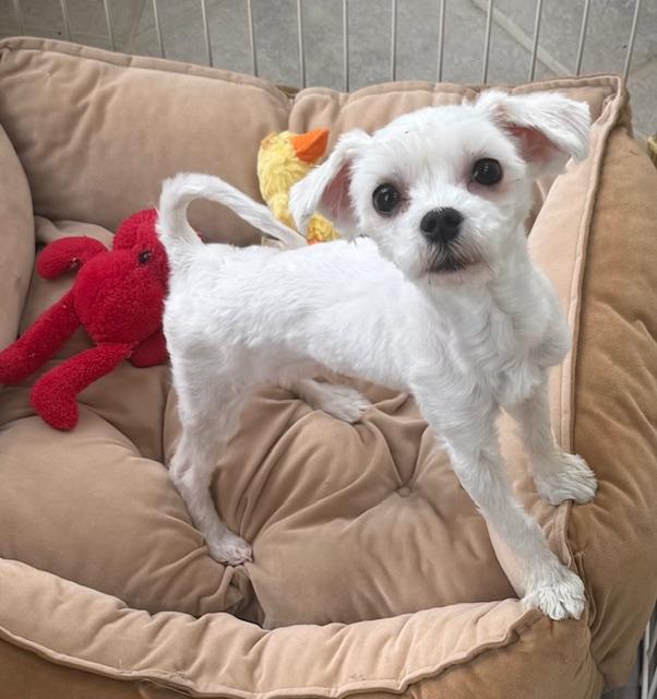 Luca, ADOPTABLE, Young Male Maltese.