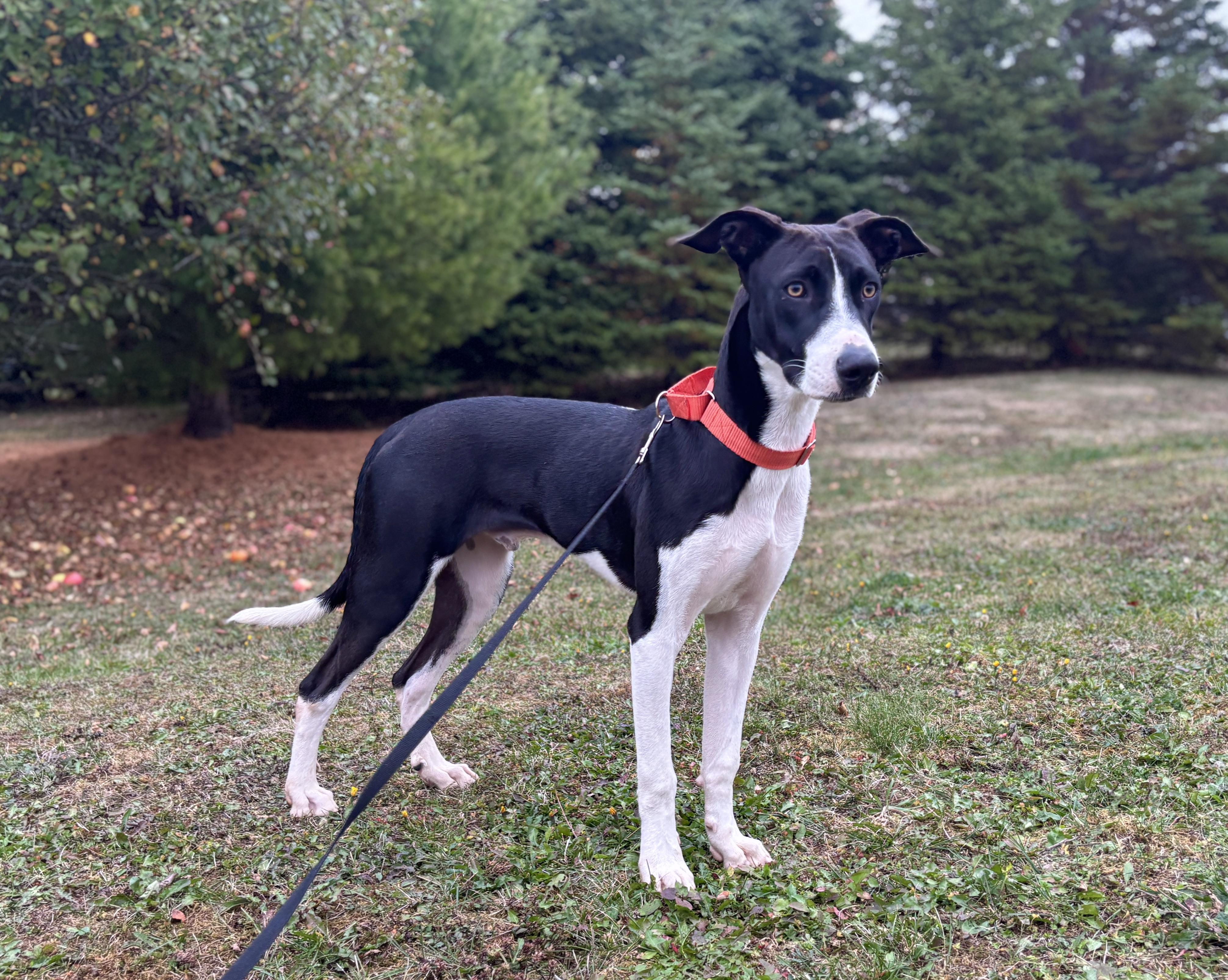 Omni, an adoptable Greyhound, Whippet in Head of Saint Margarets Bay, NS, B3Z 1Y8 | Photo Image 3