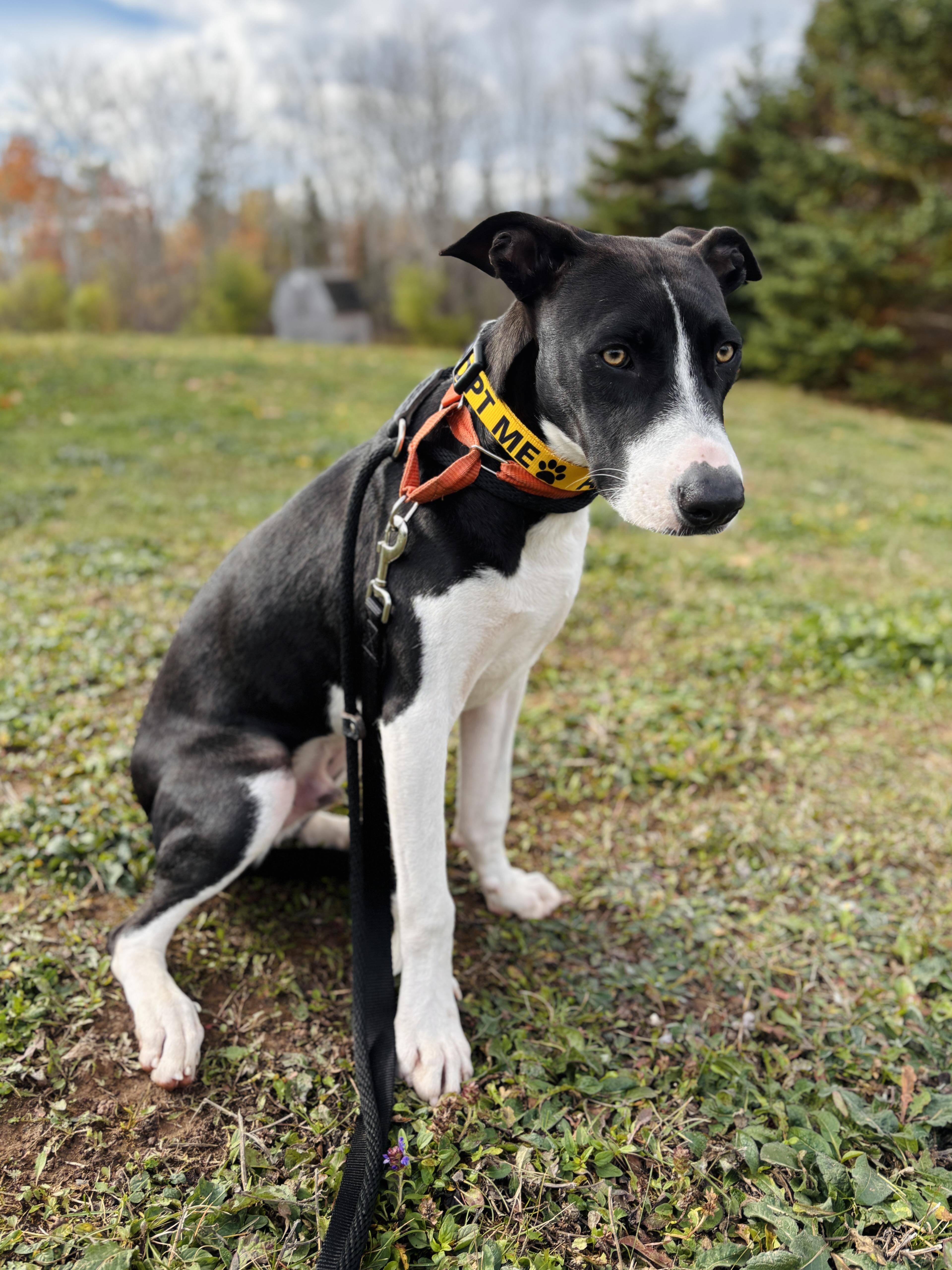 Omni, an adoptable Greyhound, Whippet in Head of Saint Margarets Bay, NS, B3Z 1Y8 | Photo Image 2