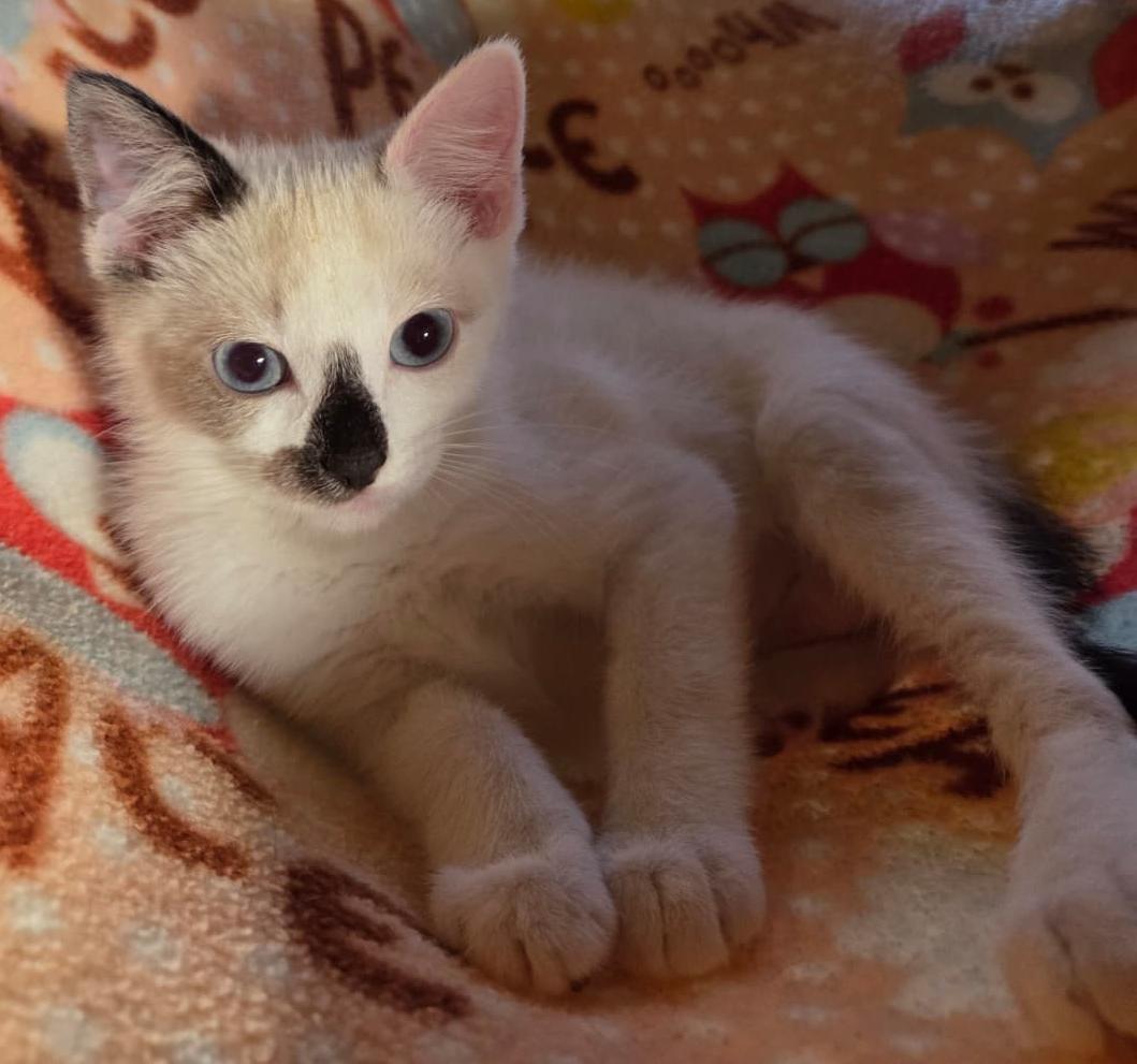 Cinderella, adopted, Kitten Female Snowshoe & Siamese.