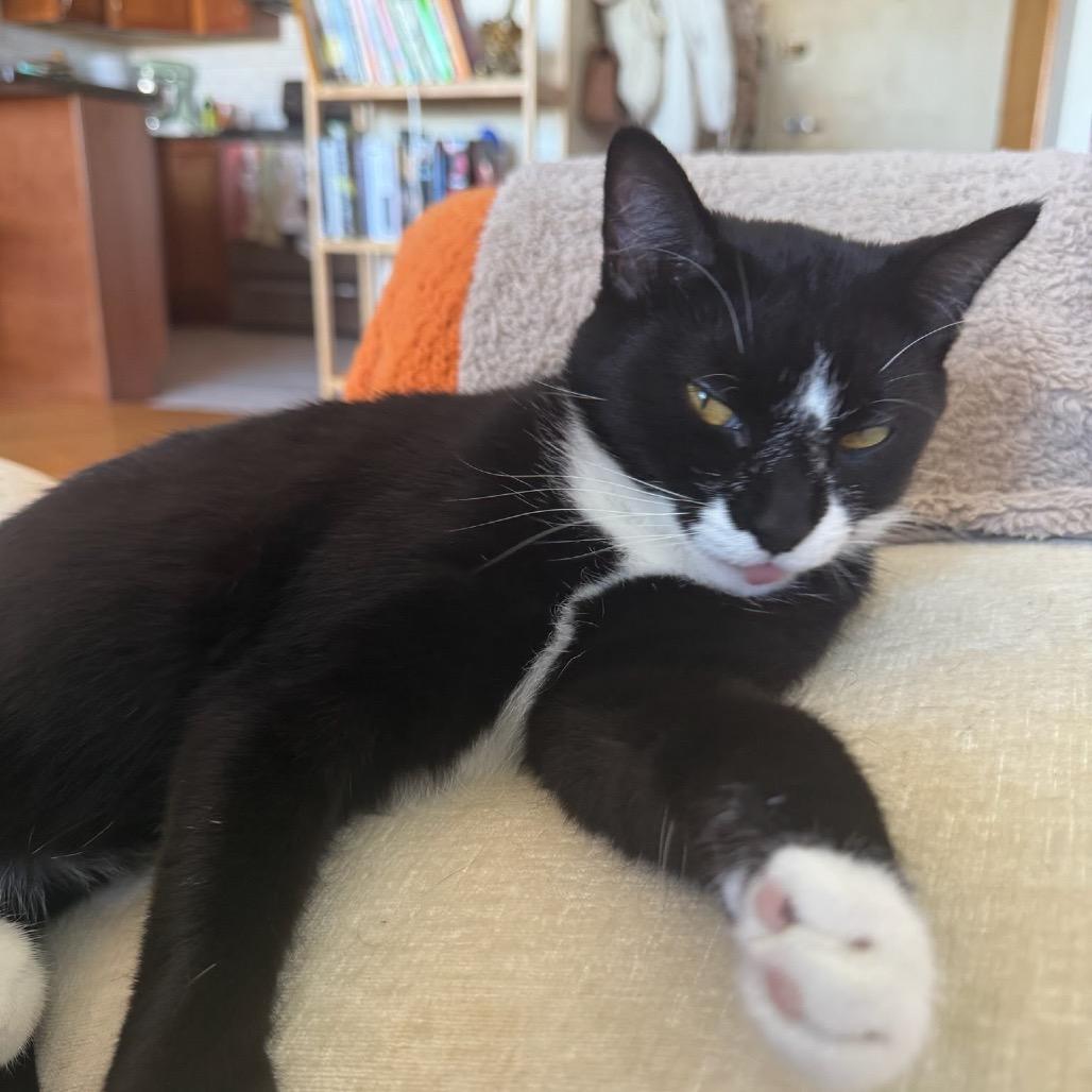 Snow White, Adoptable, Young Female Domestic Short Hair.