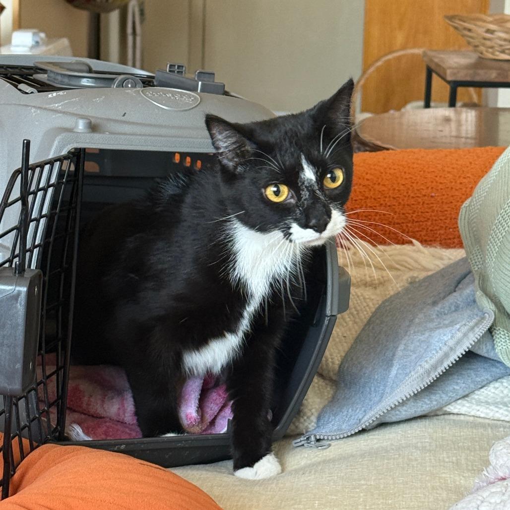 Snow White, a Adoptable Domestic Short Hair in Evanston, IL image 2/3