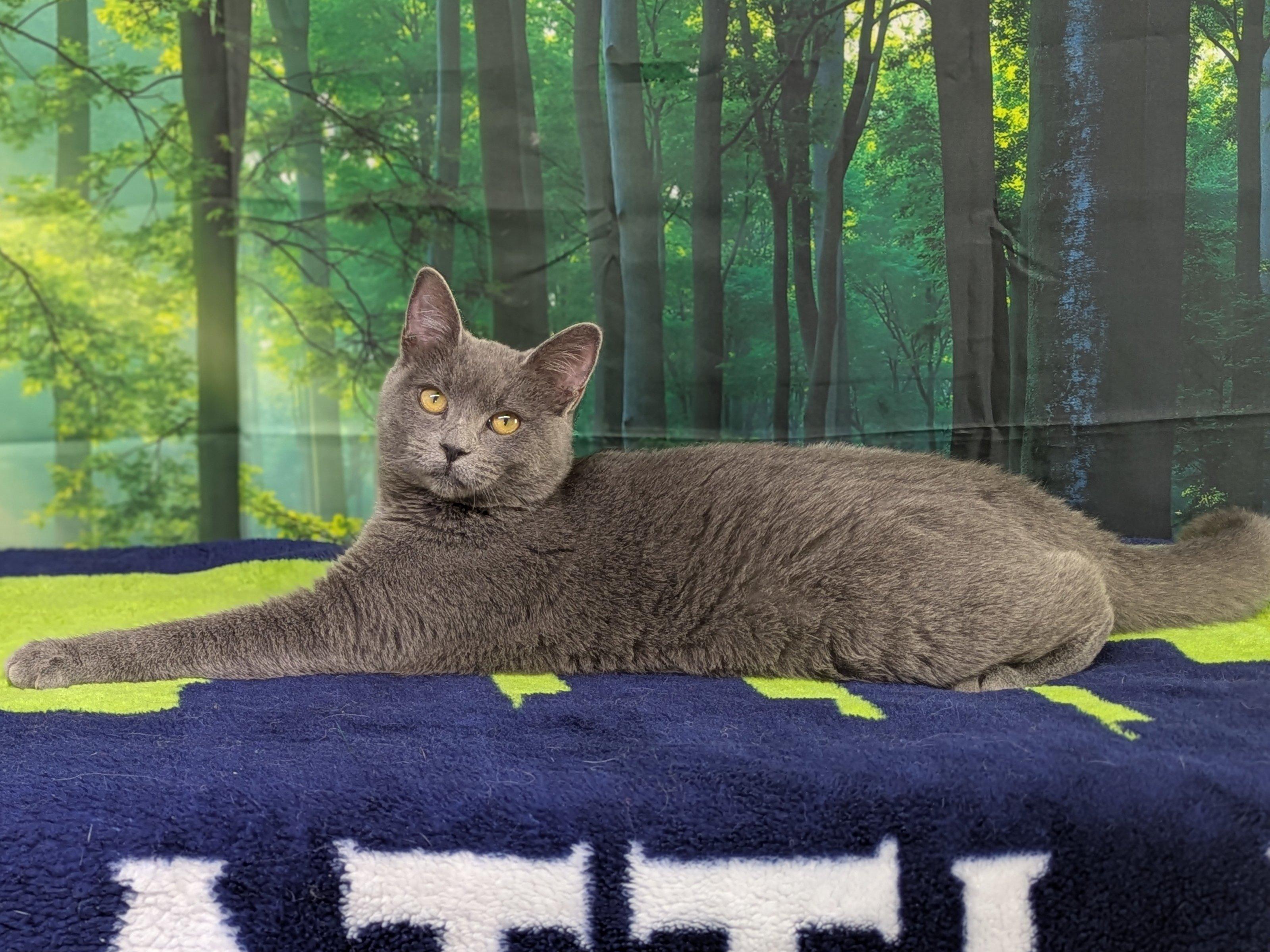 Enlarge Susu, a Adoptable mixed breed in Monroe, WA image 3/6