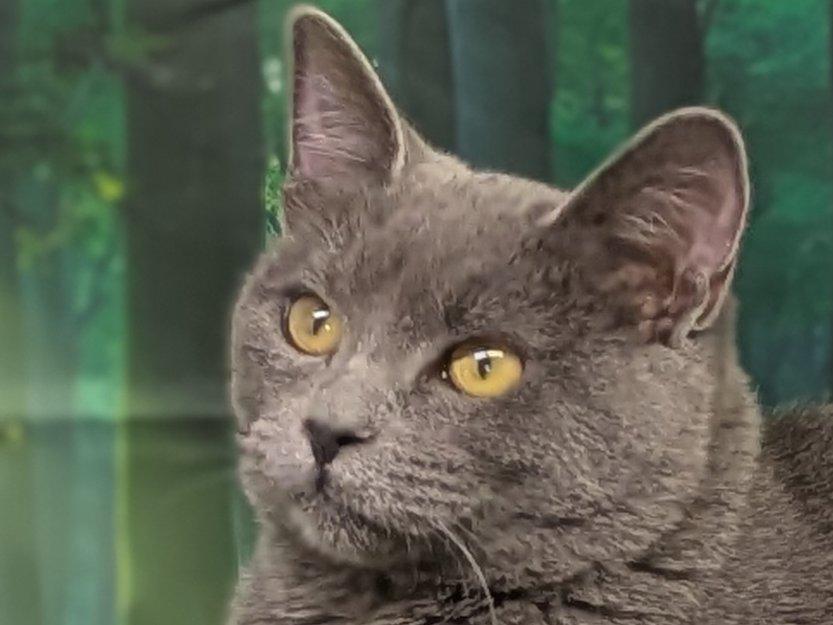 Enlarge Susu, a Adoptable mixed breed in Monroe, WA image 5/6