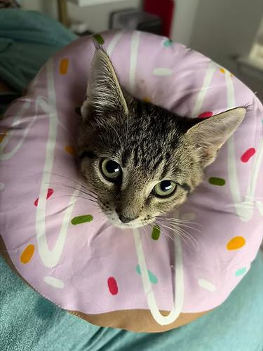 Enlarge Easton, a ADOPTABLE Domestic Short Hair in Anna, TX image 1/1