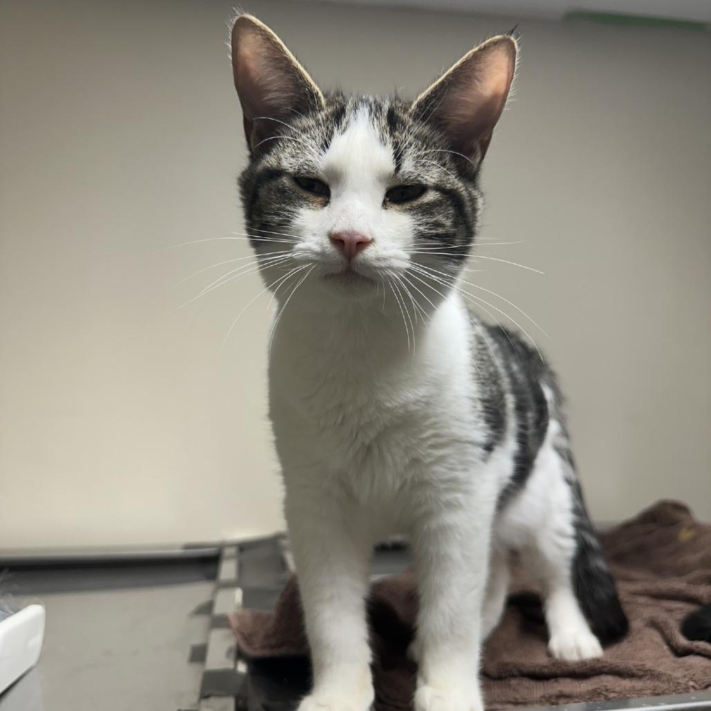 Punky, Adoptable, Young Male Domestic Short Hair.