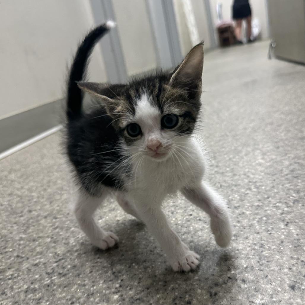 Enlarge Punky, a Adoptable Domestic Short Hair in Blue Ridge, GA image 2/3