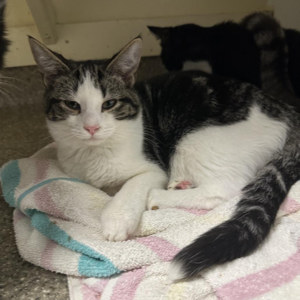 Enlarge Punky, a Adoptable Domestic Short Hair in Blue Ridge, GA image 3/3