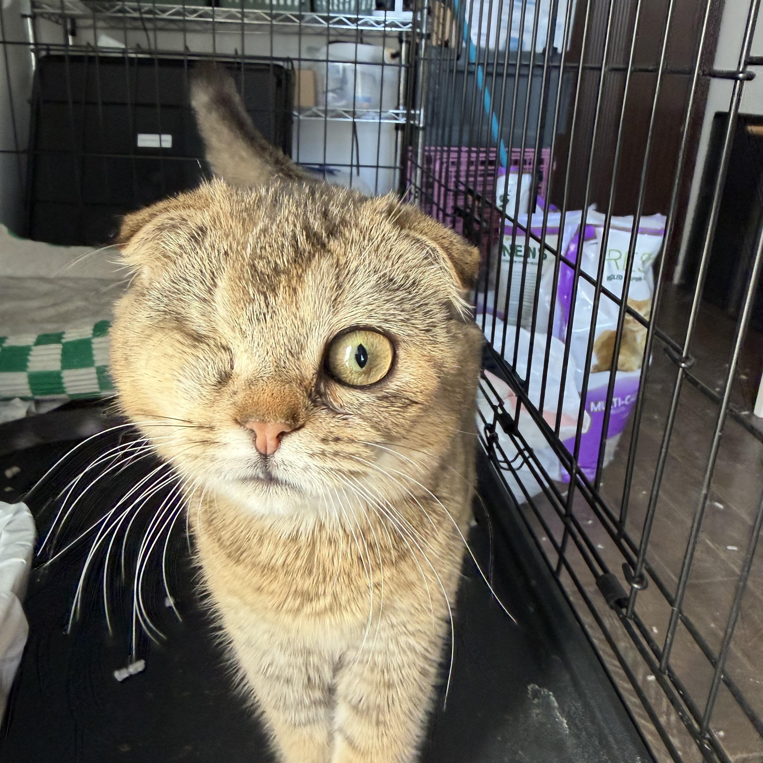 Enlarge Murphy and Reggie, a ADOPTABLE mixed breed in Brooklyn, NY image 2/3