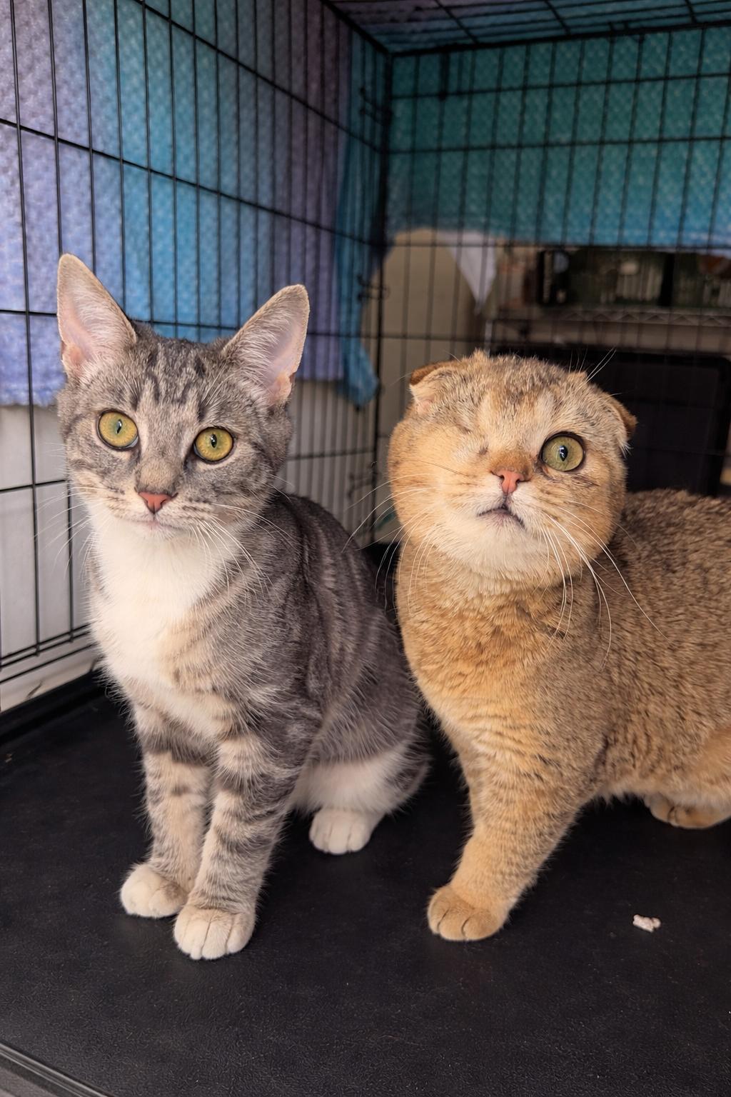 Murphy and Reggie, ADOPTABLE, Kitten Female British Shorthair & Domestic Short Hair.