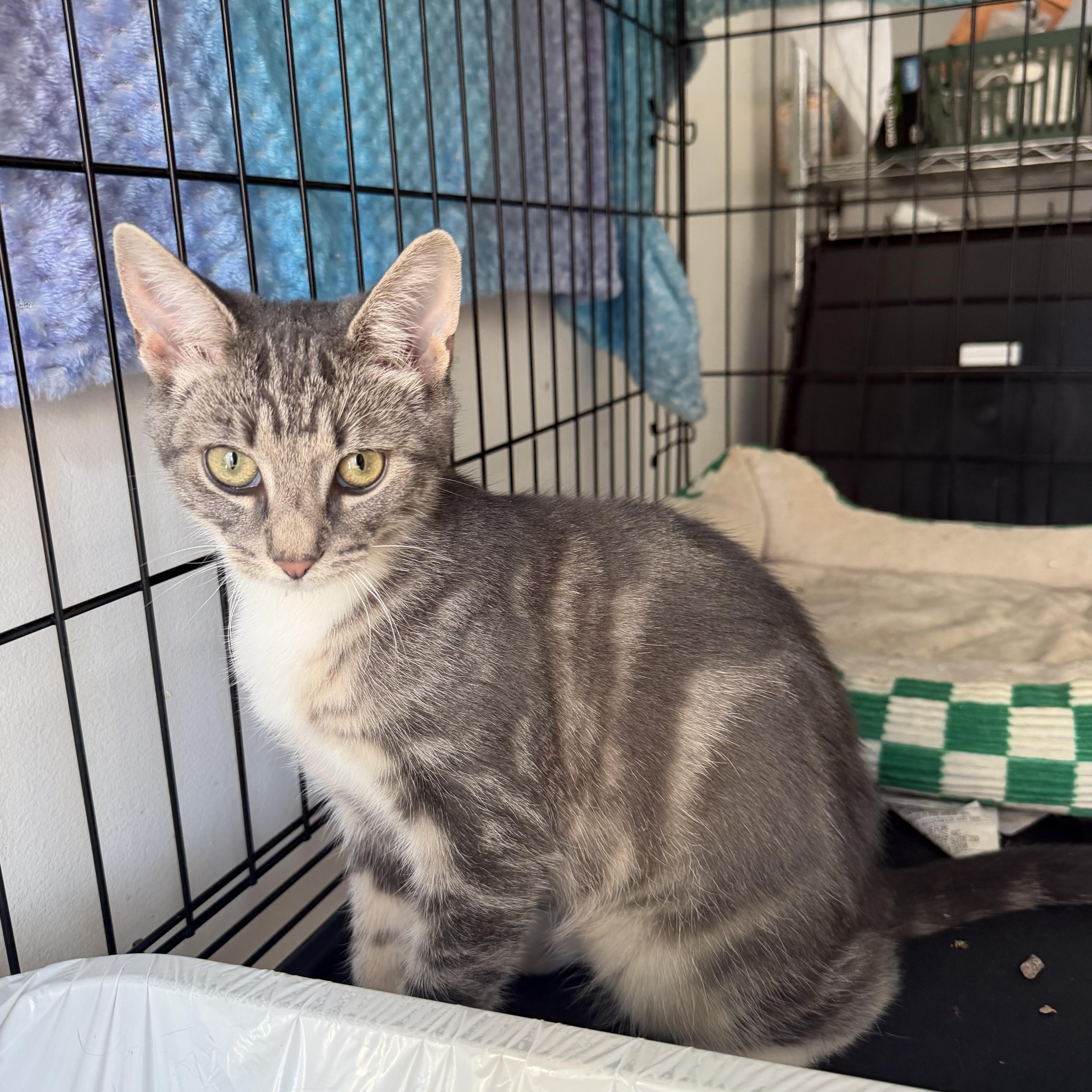 Enlarge Murphy and Reggie, a ADOPTABLE mixed breed in Brooklyn, NY image 3/3