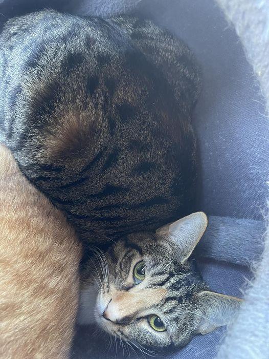 Double Rainbow, Adoptable, Young Female Domestic Medium Hair & Tabby.