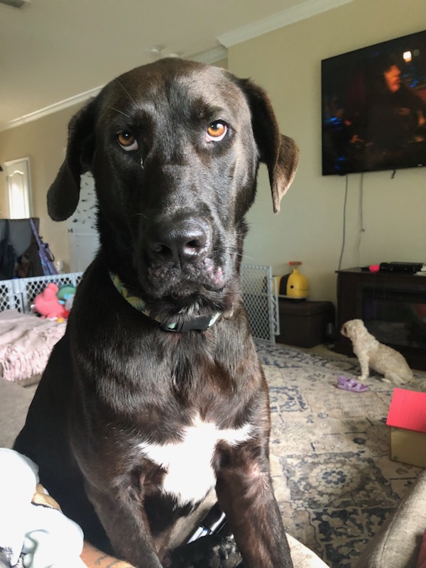Dexter, an adopted Black Labrador Retriever in Saint Augustine, FL_image-1