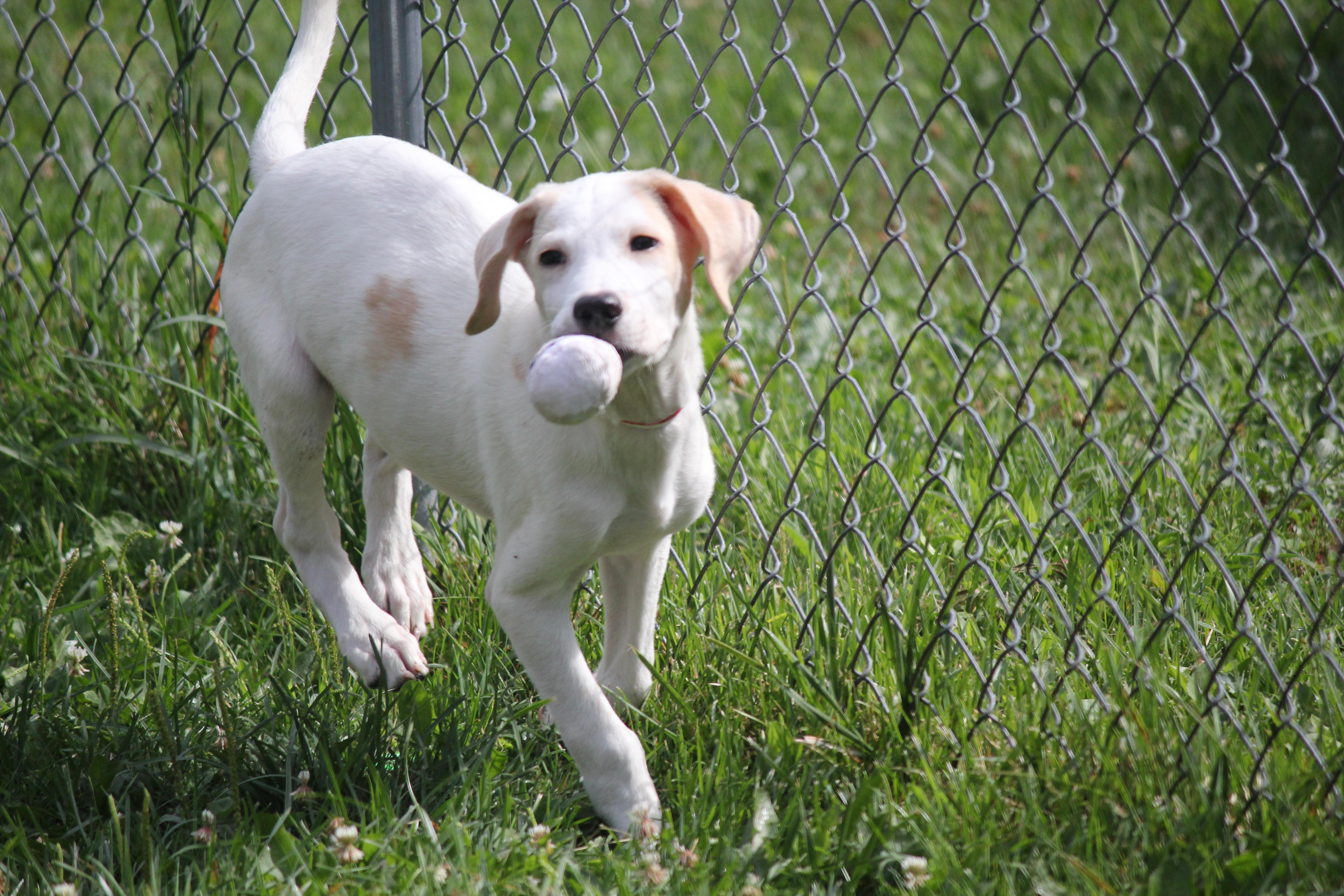 3 Pyrenees Mix puppies, adopted, Puppy Female Great Pyrenees.