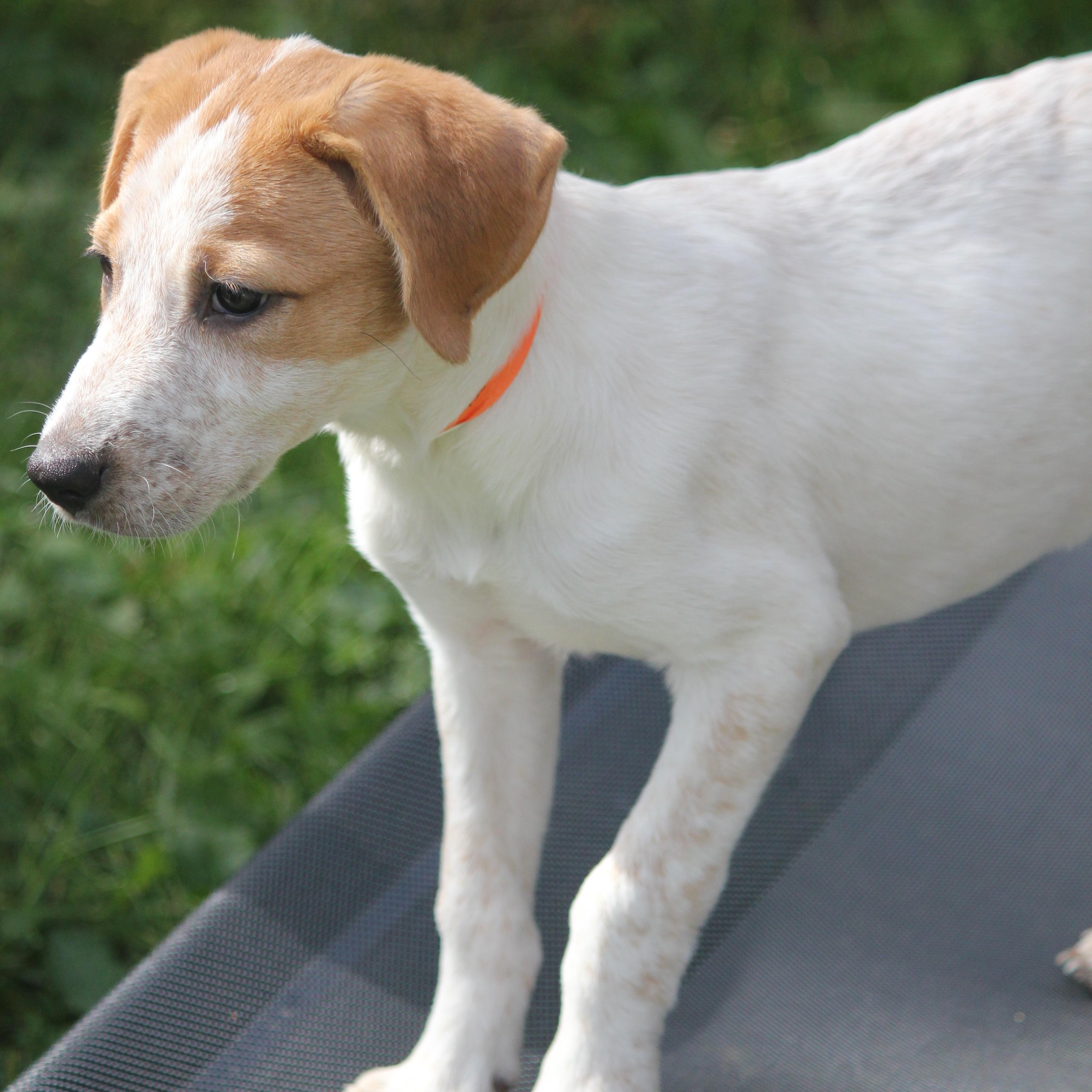 3 Pyrenees Mix puppies, an adopted mixed breed in Hayward, WI image 3/5
