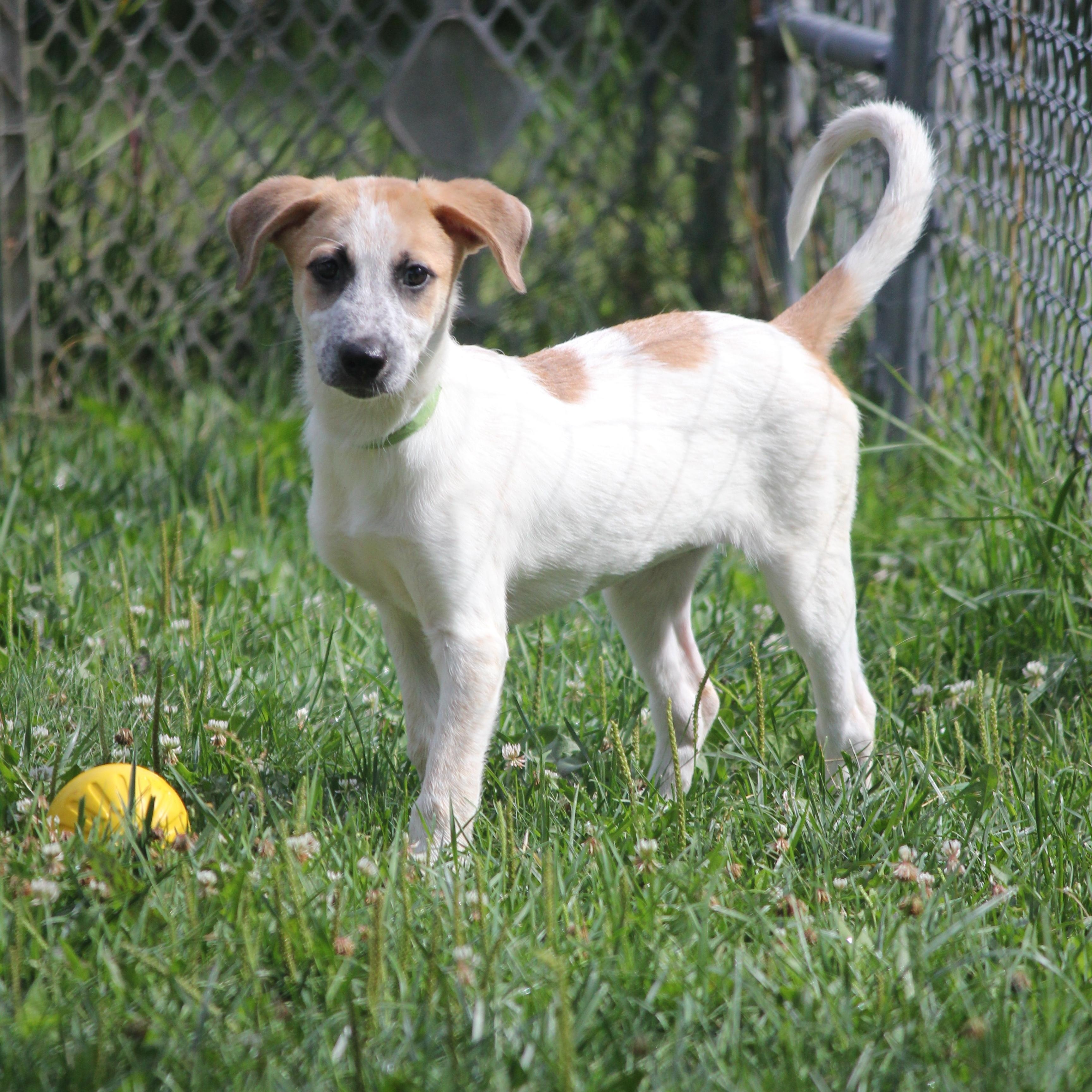 3 Pyrenees Mix puppies, an adopted mixed breed in Hayward, WI image 2/5
