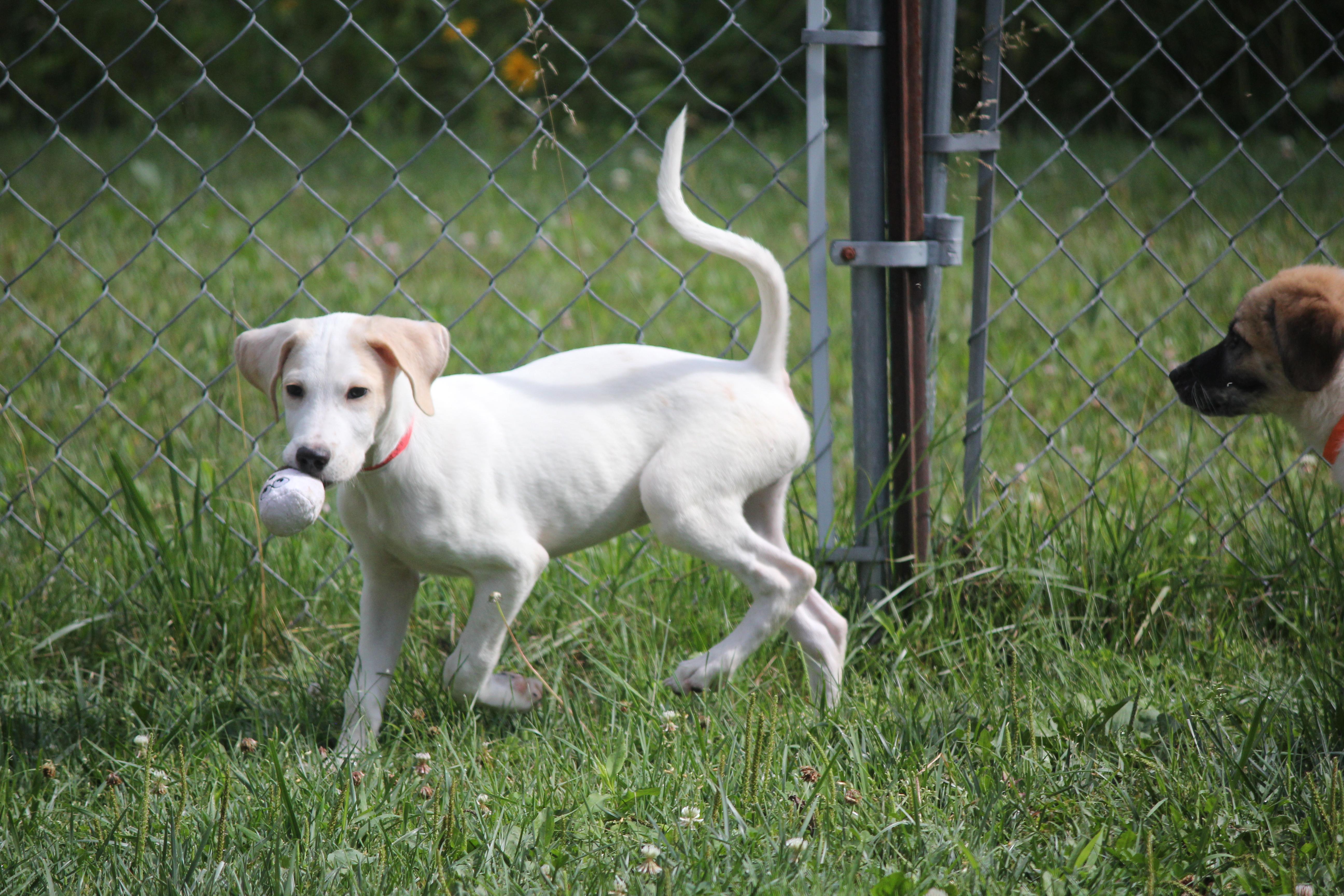 3 Pyrenees Mix puppies, an adopted mixed breed in Hayward, WI image 5/5