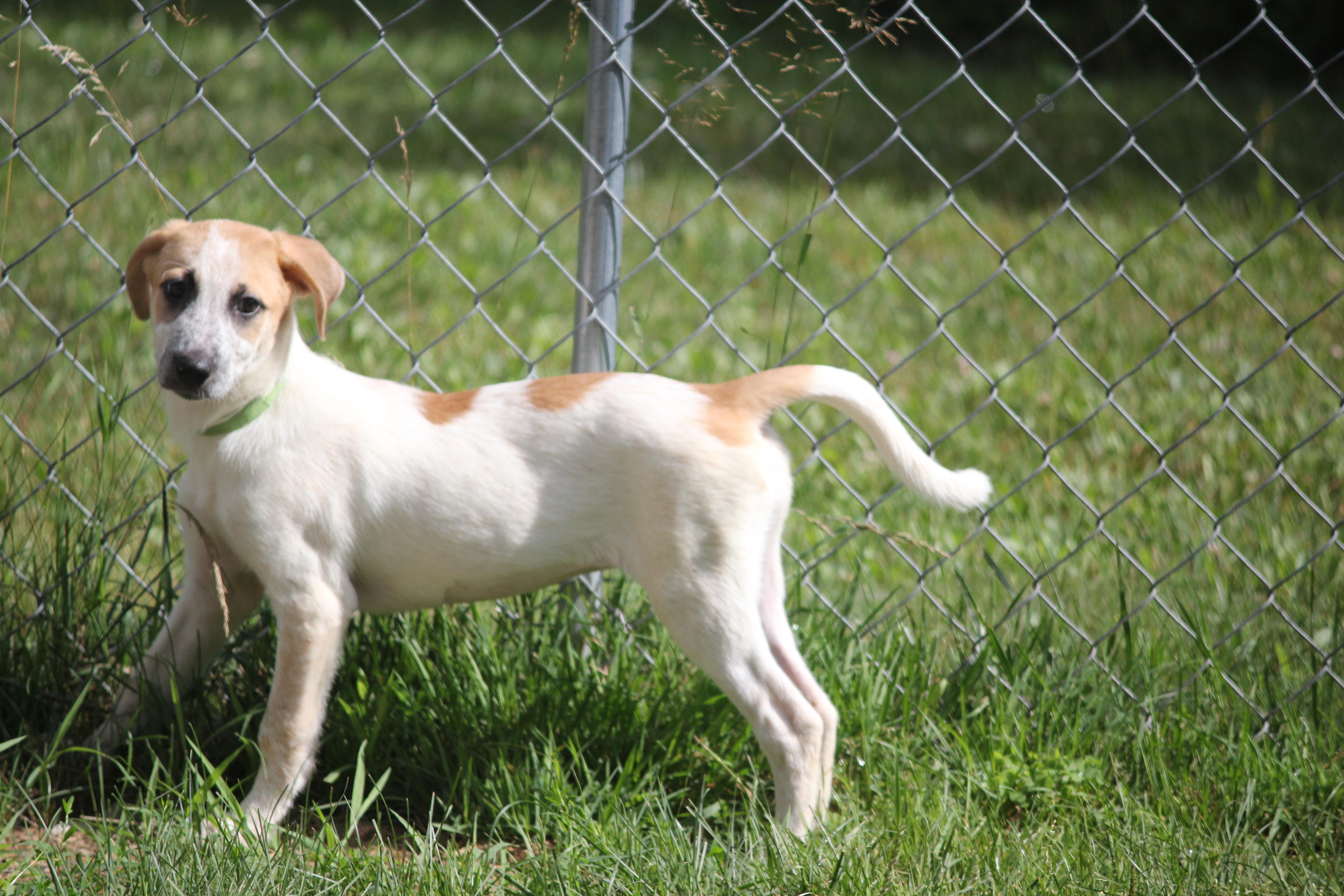 3 Pyrenees Mix puppies, an adopted mixed breed in Hayward, WI image 4/5