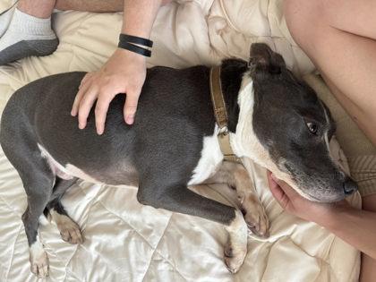 Smokey, Adoptable, Adult Male Mixed Breed.