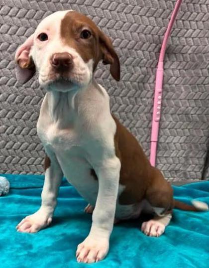Cinnamon, Adoptable, Puppy Male Mixed Breed & Mixed Breed.