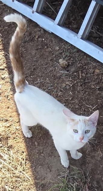 Pixel, Adoptable, Kitten Male Turkish Van.