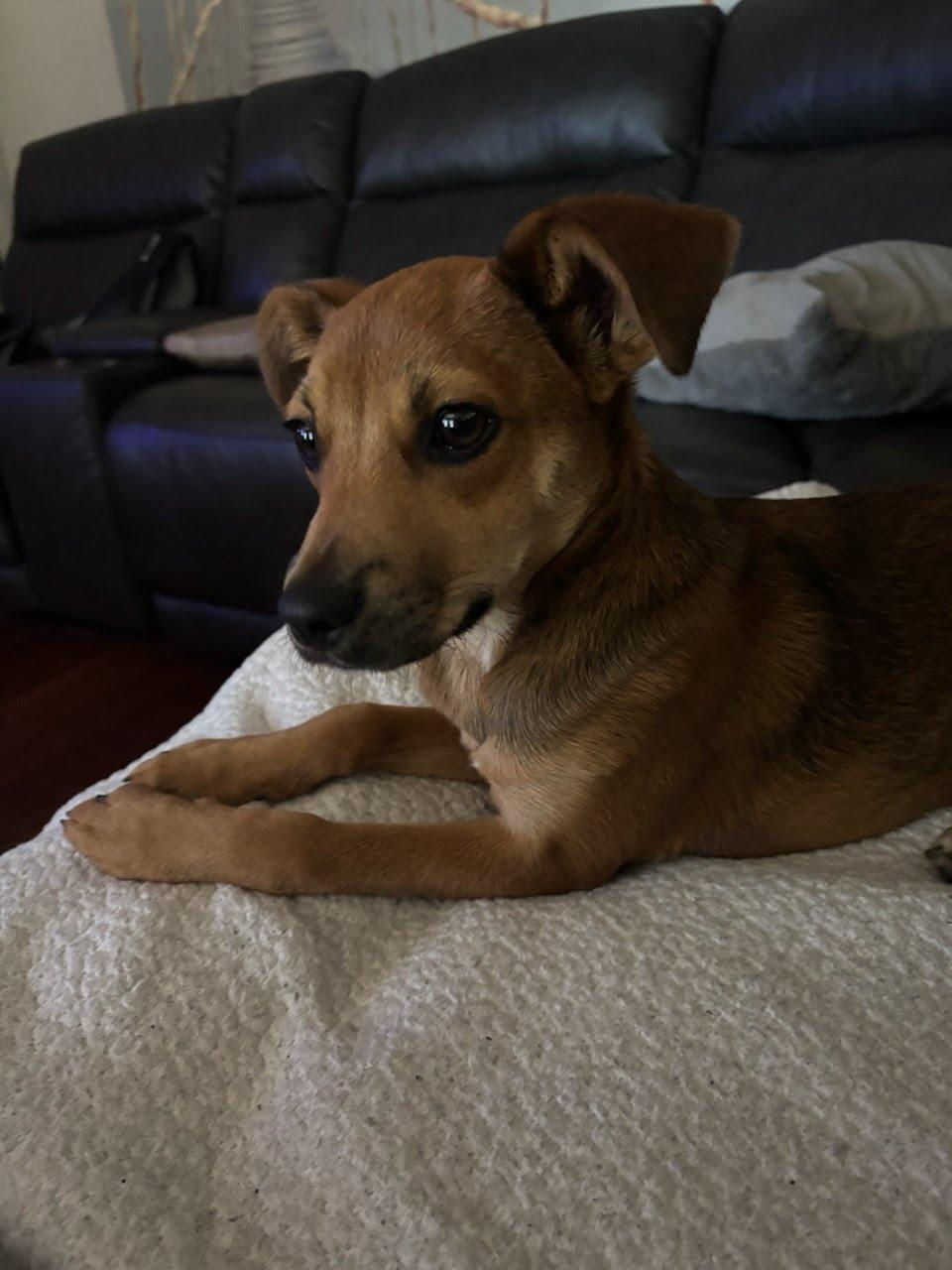 Chad, a ADOPTABLE mixed breed in San Diego, CA image 2/2