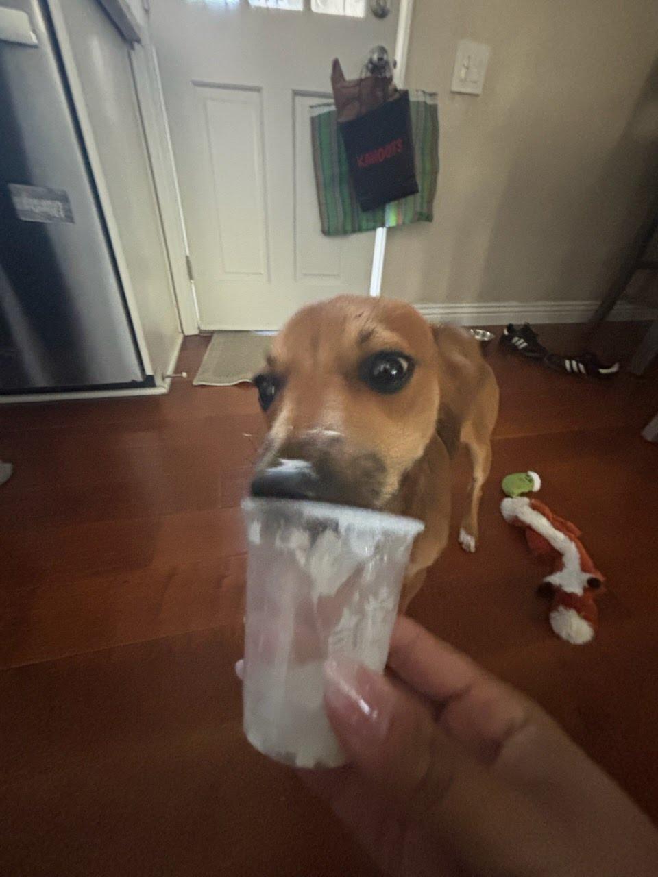 Chad, ADOPTABLE, Puppy Male Chihuahua & Italian Greyhound.