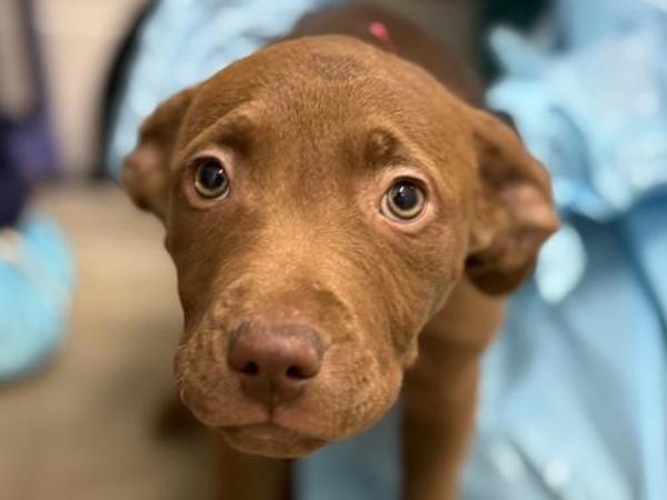 Enlarge Sophia, a Adoptable mixed breed in Portland, OR image 2/2