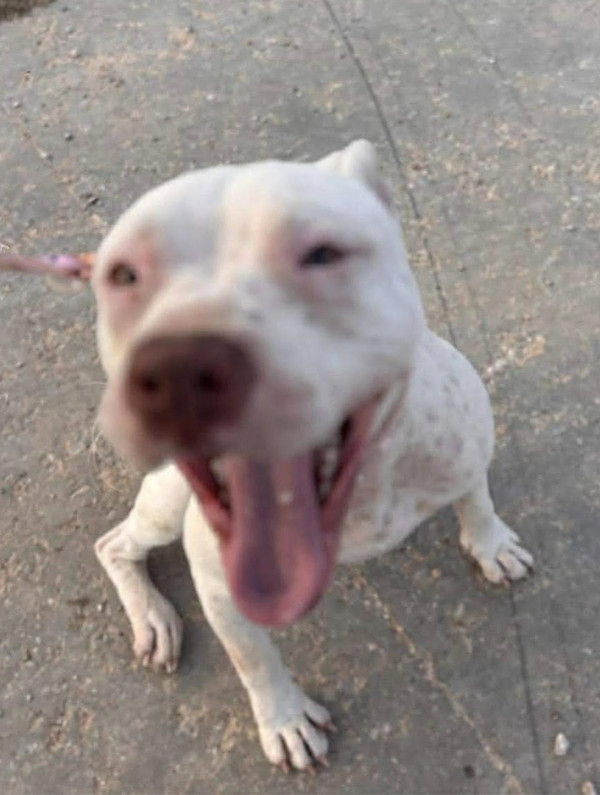 Darcy — thumbnail 6