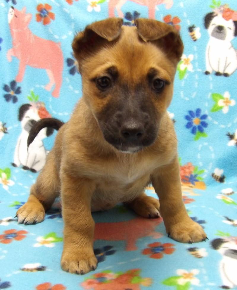 Enlarge Athena, an adopted Mixed Breed in Miller Beach, IN image 1/1