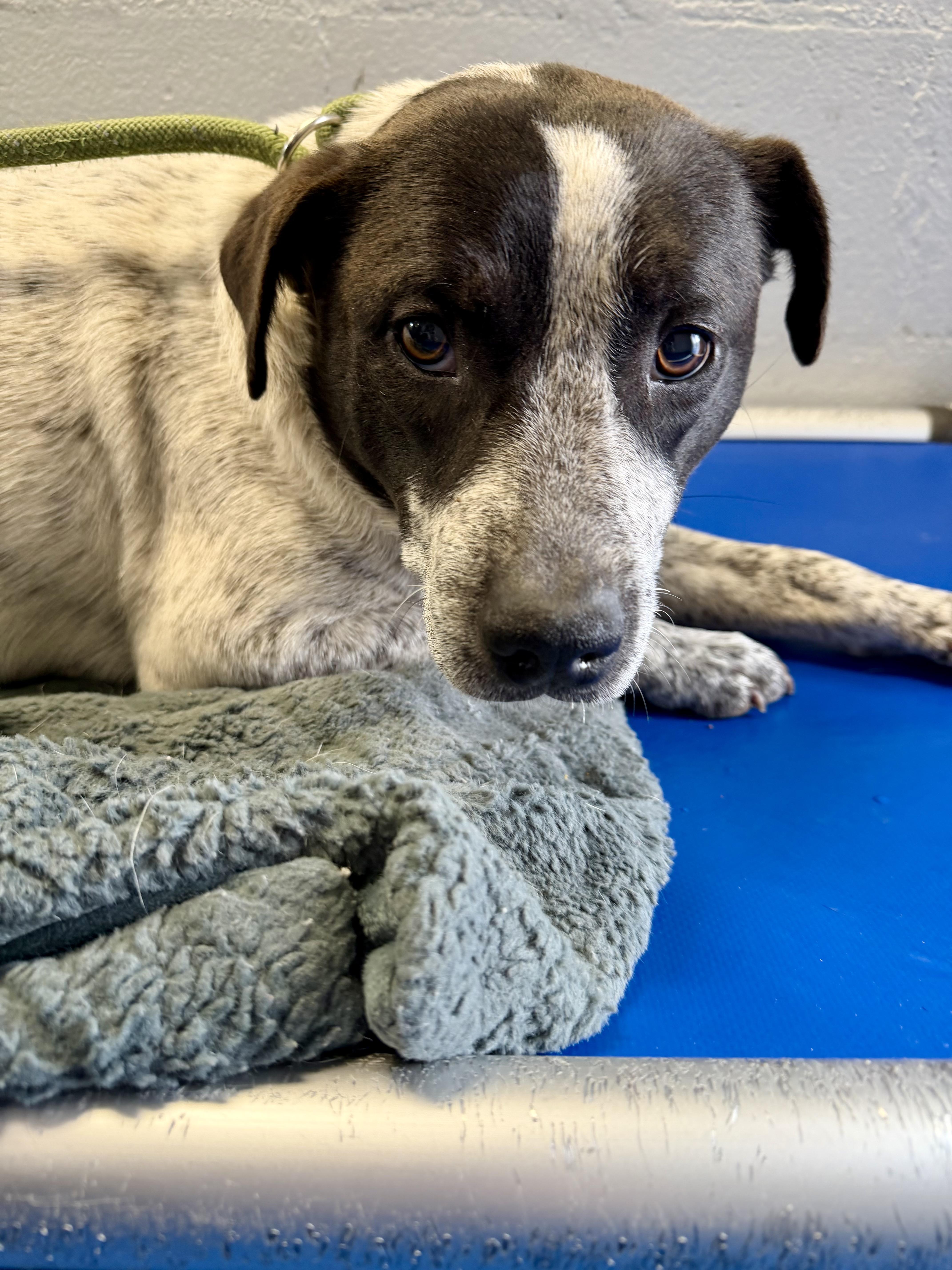 Enlarge Silkie, a ADOPTABLE mixed breed in Lancaster, SC image 3/3