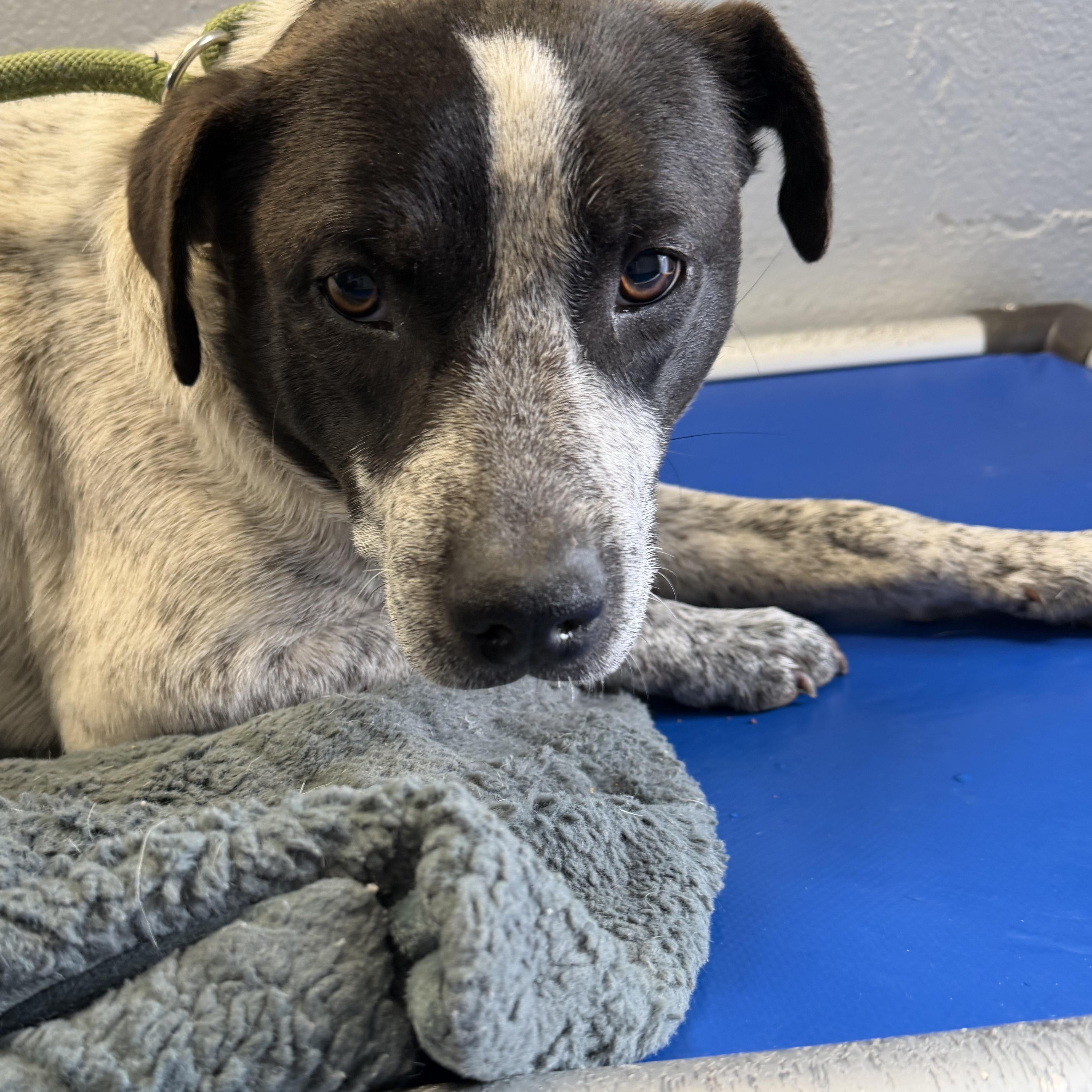 Enlarge Silkie, a ADOPTABLE mixed breed in Lancaster, SC image 2/3