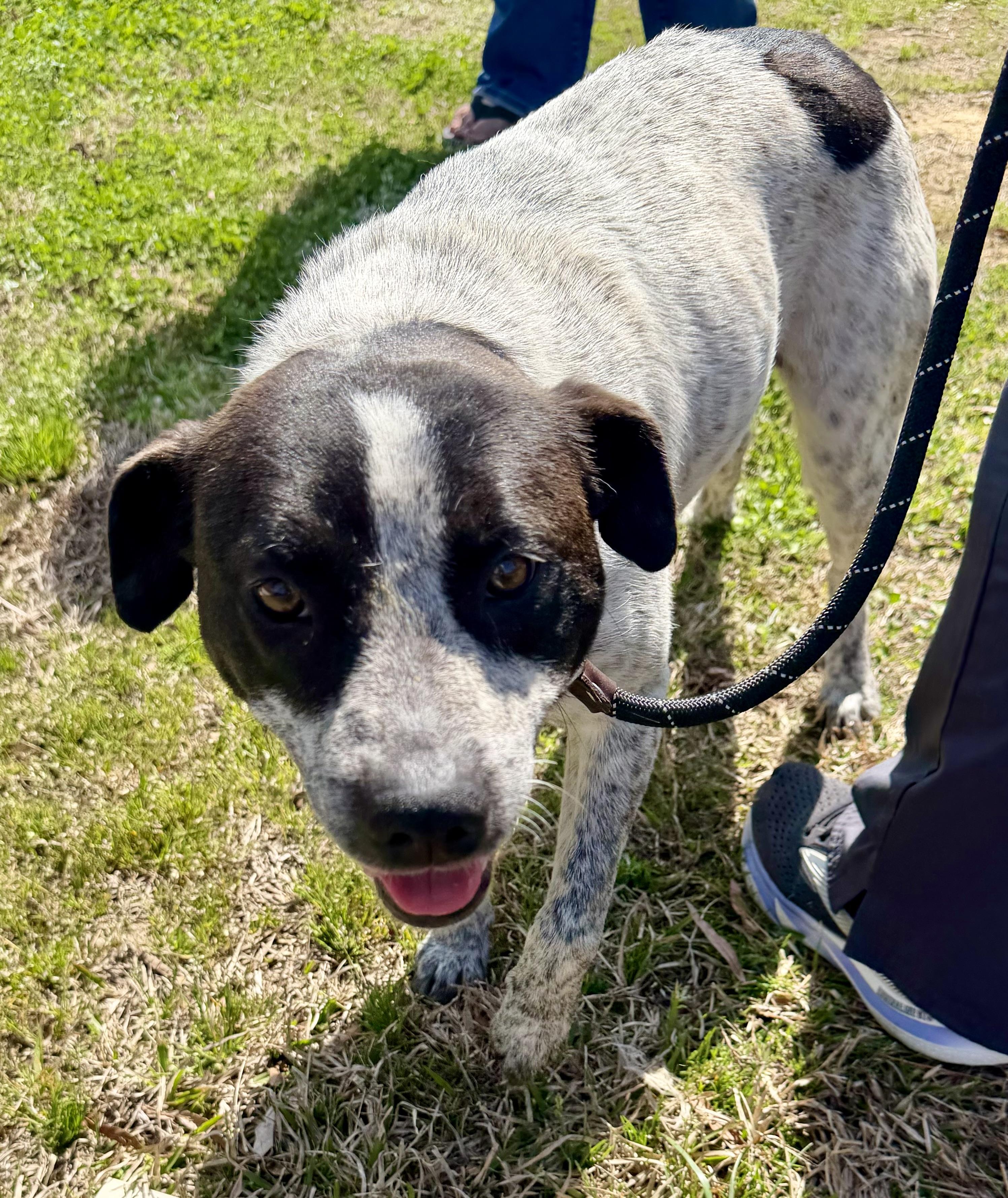 Enlarge Silkie, a ADOPTABLE mixed breed in Lancaster, SC image 1/3