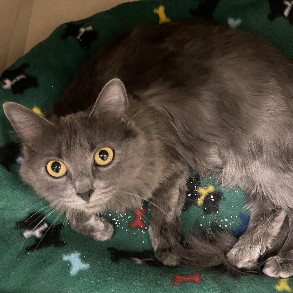 Ophelia, Adoptable, Young Female Domestic Short Hair.