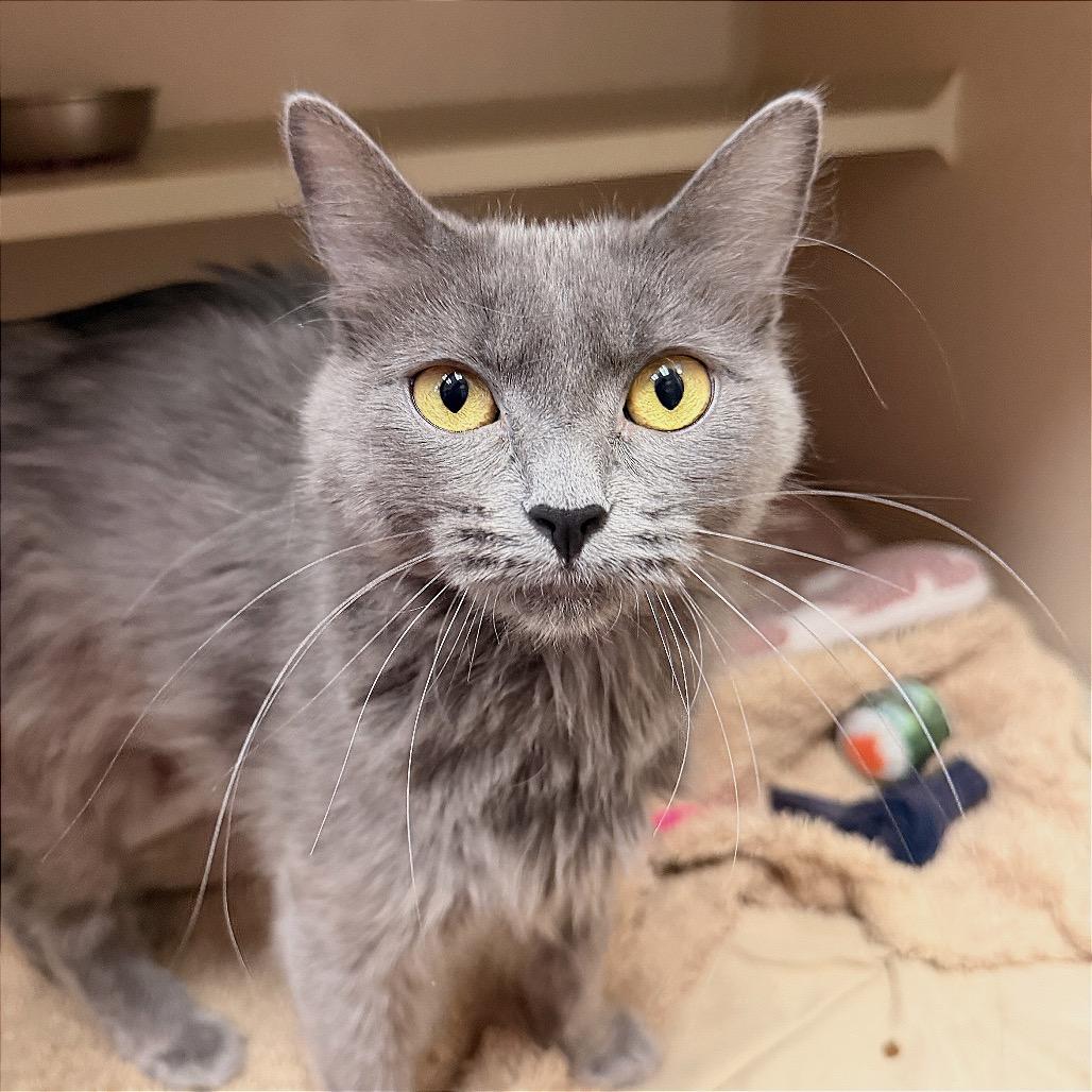 Enlarge Ophelia, a Adoptable Domestic Short Hair in Pagosa Springs, CO image 2/2