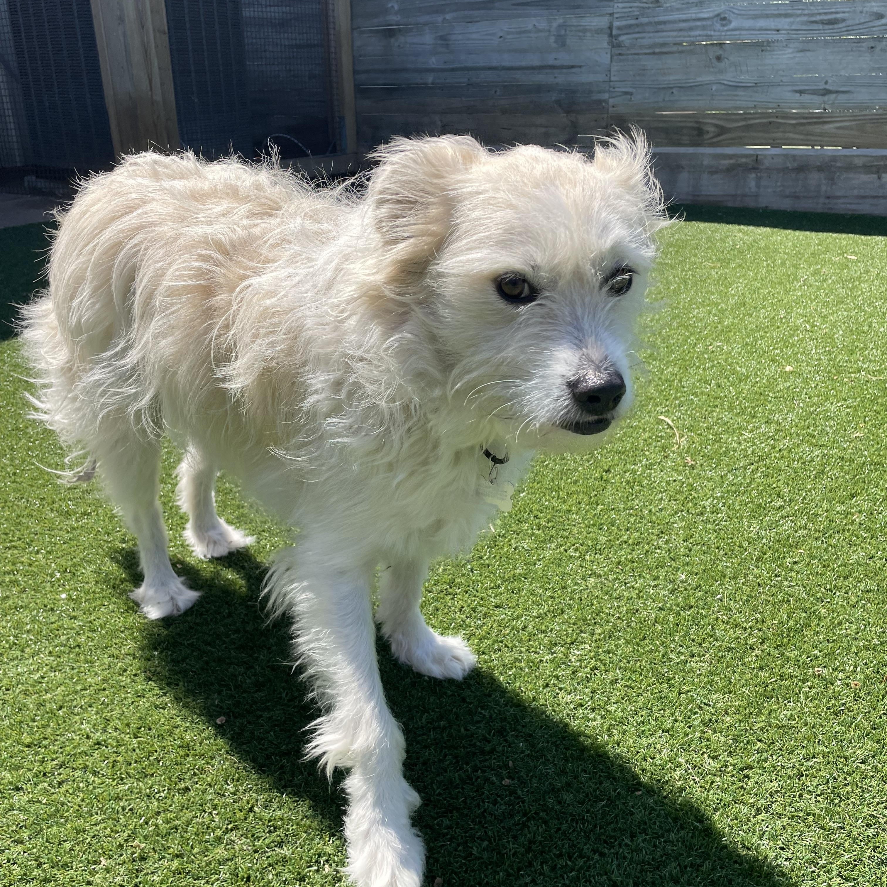 Nugget — thumbnail 4