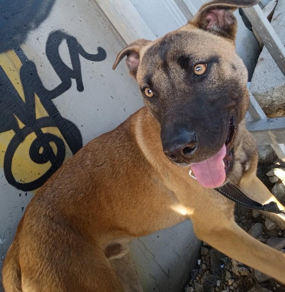 Enlarge BOSCO, a ADOPTABLE mixed breed in Pasadena, CA image 2/2