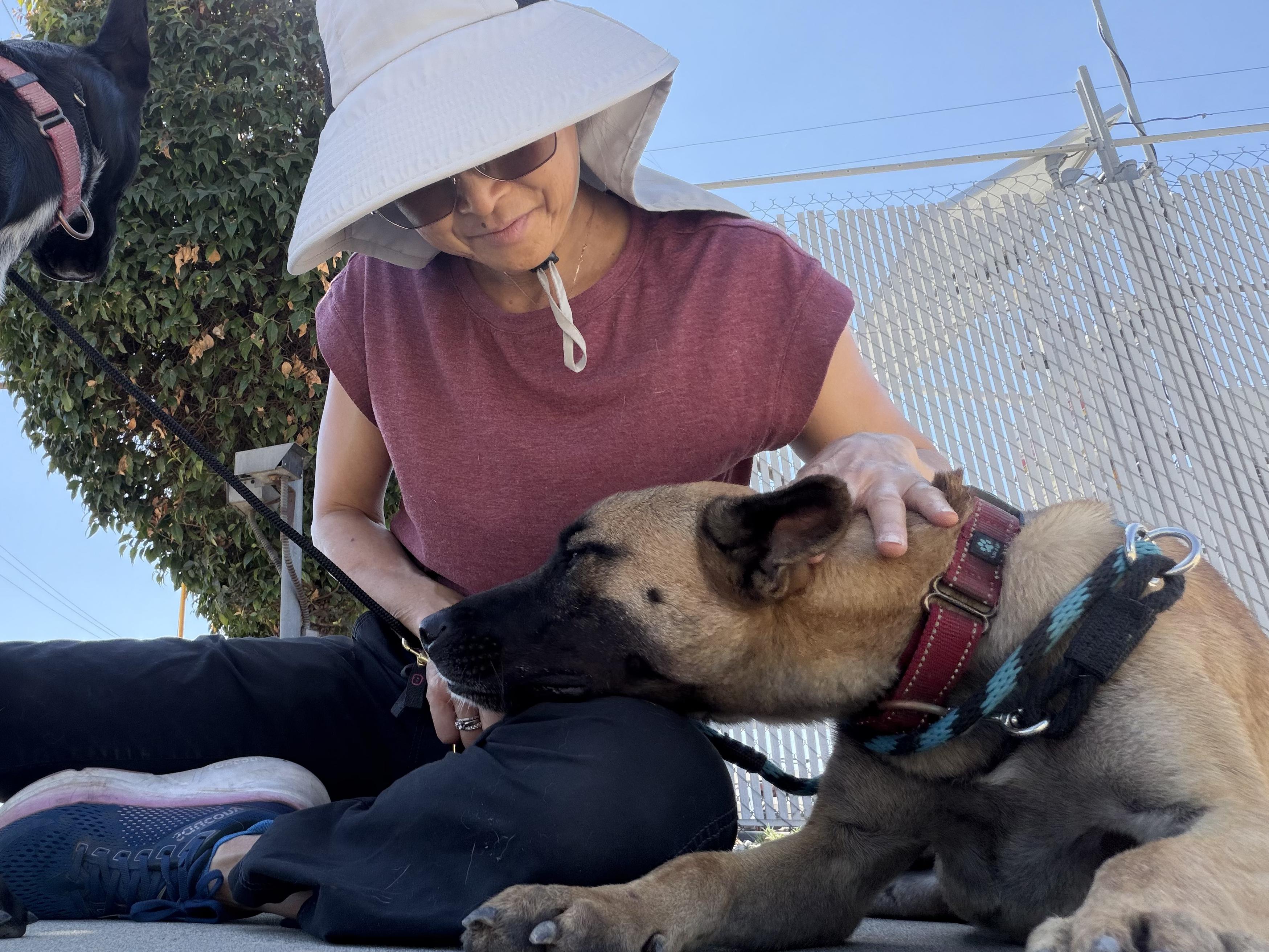 Enlarge BOSCO, a Adoptable mixed breed in Pasadena, CA image 3/6
