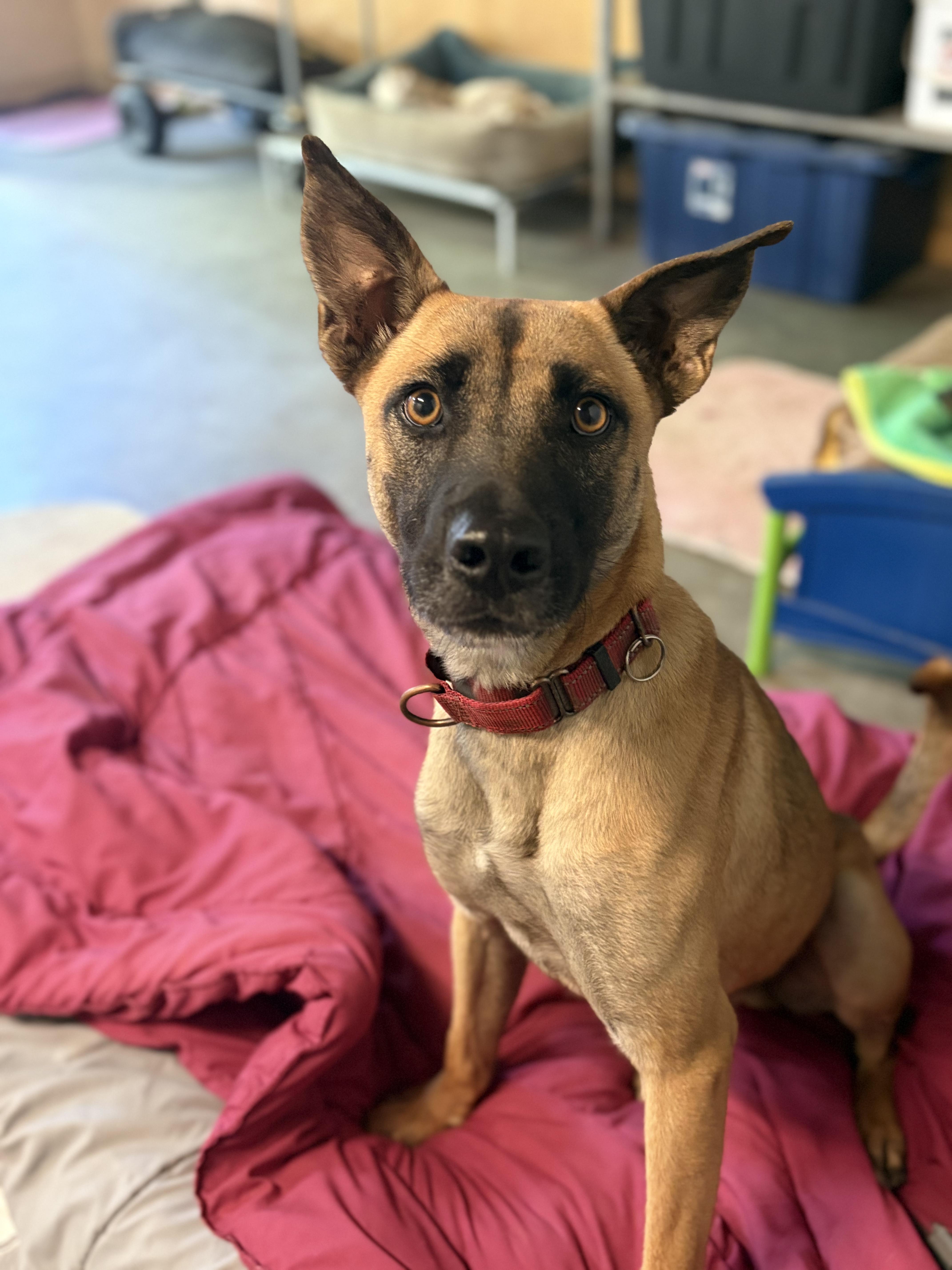 BOSCO, Adoptable, Young Male Belgian Shepherd / Malinois.