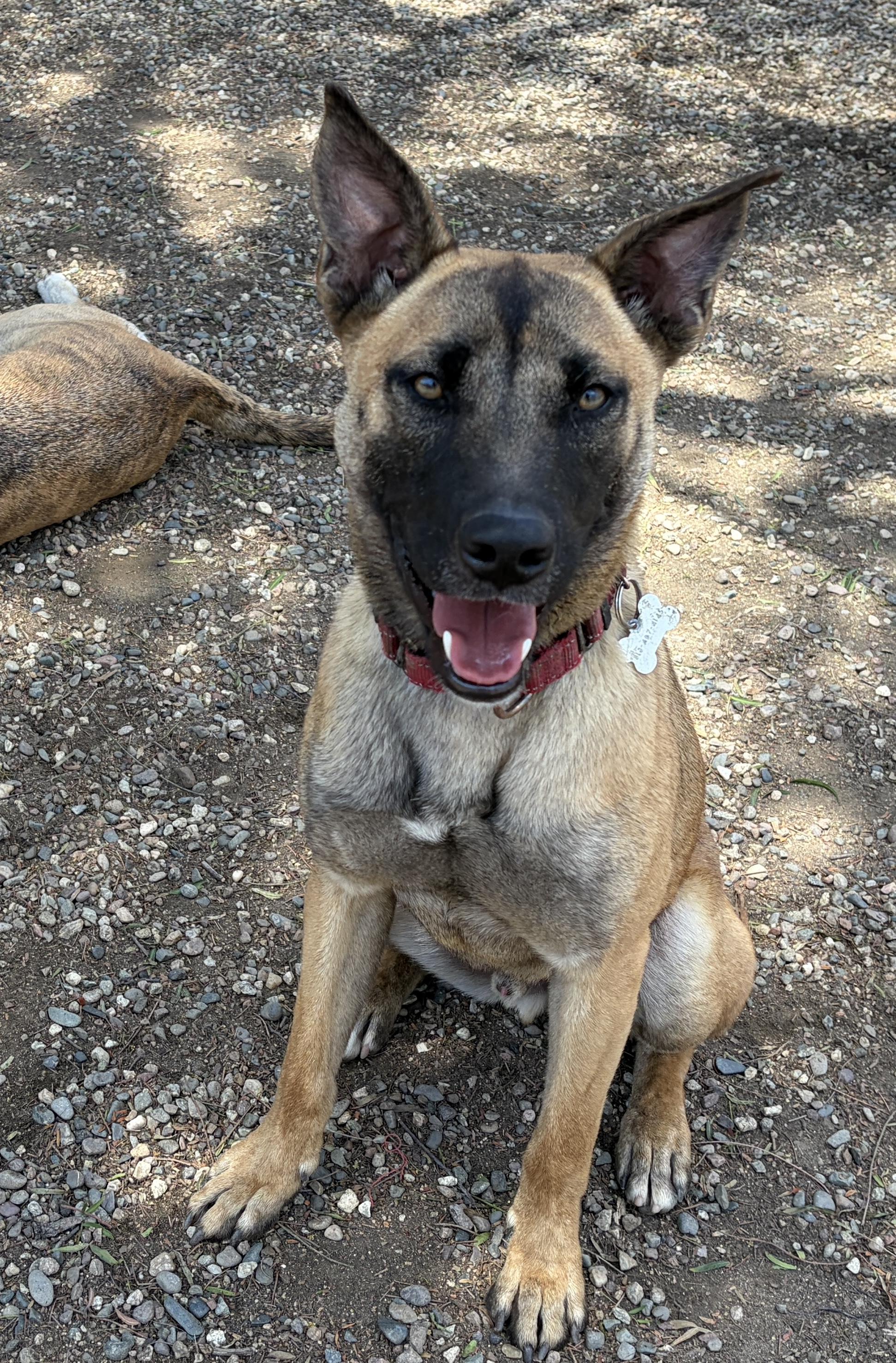 Enlarge BOSCO, a ADOPTABLE mixed breed in Pasadena, CA image 1/5