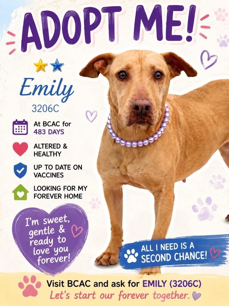 Emily, Adoptable, Adult Female Mixed Breed.