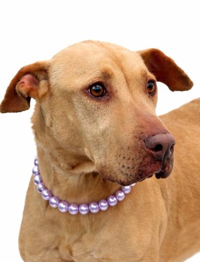 Emily, Adoptable, Young Female Mixed Breed.