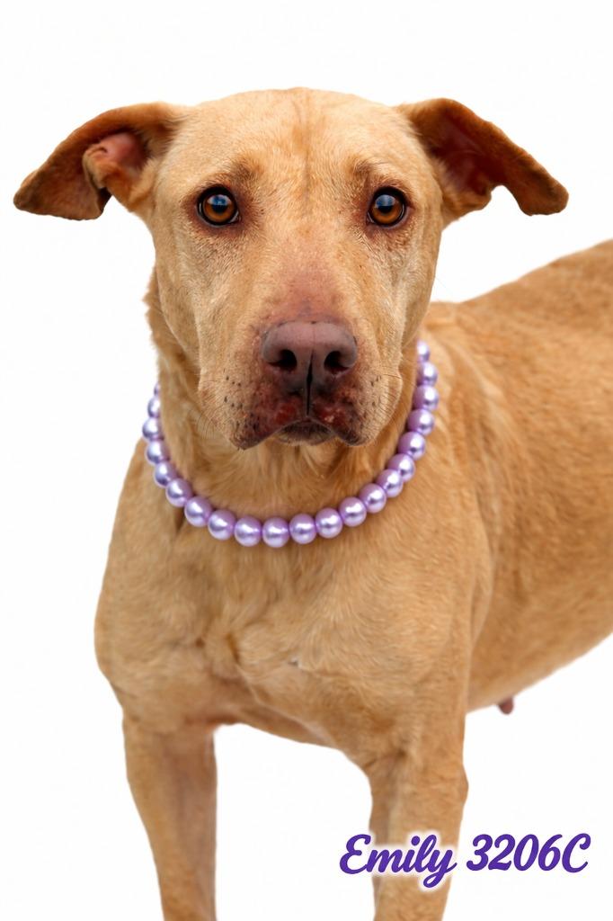Enlarge Emily, a Adoptable Mixed Breed in Bossier City, LA image 2/5