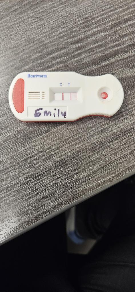 Enlarge Emily, a Adoptable Mixed Breed in Bossier City, LA image 3/3