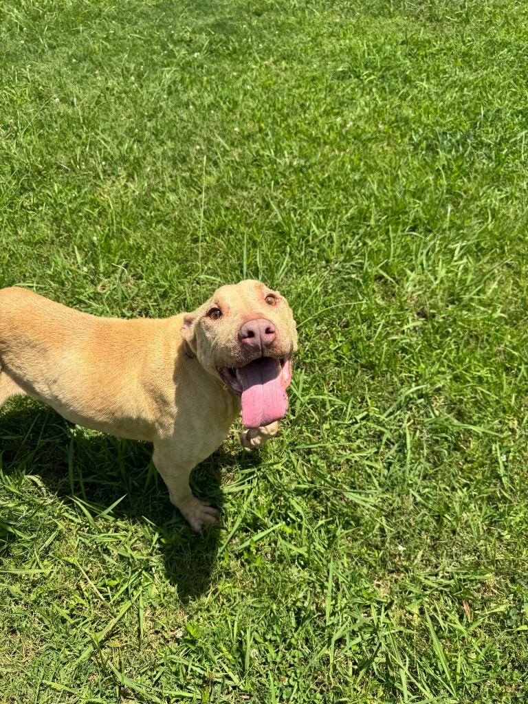 Emily, a Adoptable Mixed Breed in Bossier City, LA image 3/3