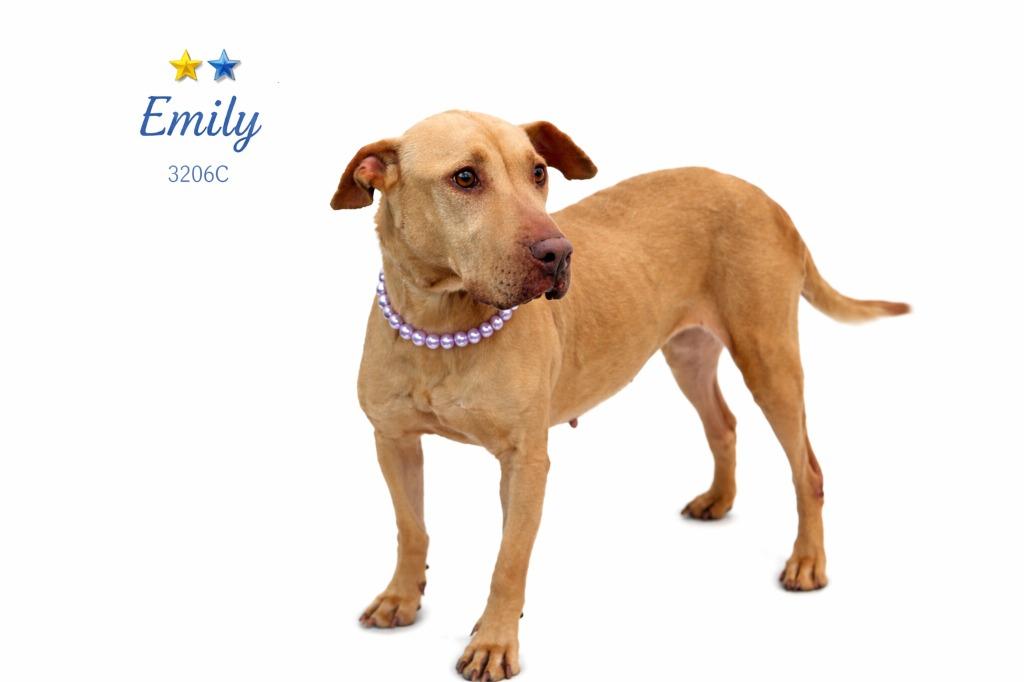 Enlarge Emily, a Adoptable Mixed Breed in Bossier City, LA image 3/5