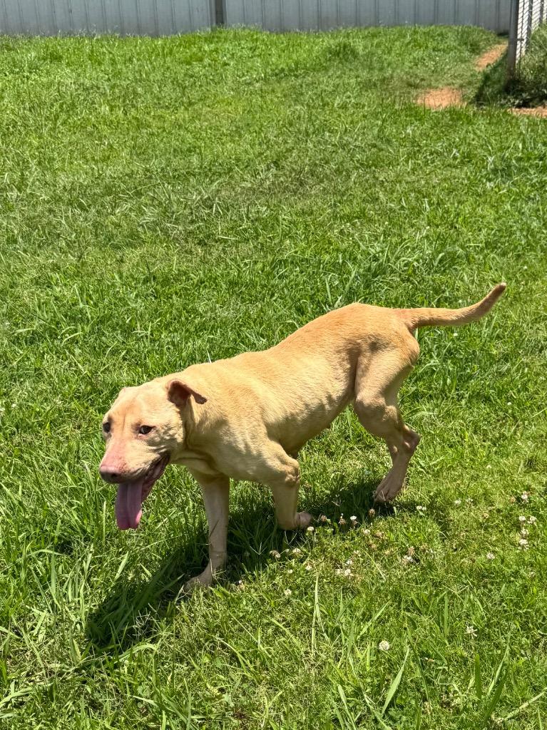 Enlarge Emily, a Adoptable Mixed Breed in Bossier City, LA image 1/2