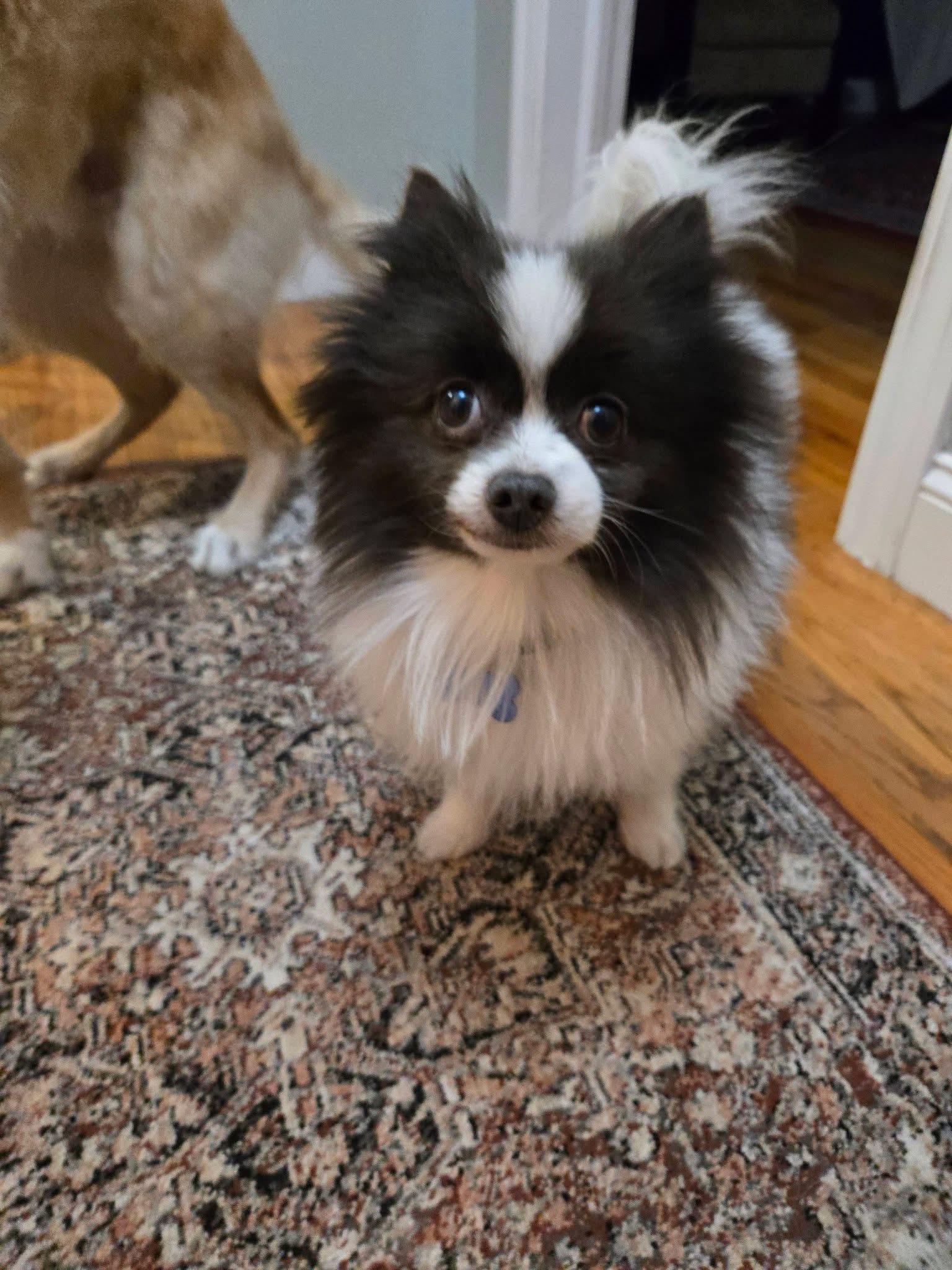 Enlarge Mickey , an adopted Pomeranian in Grosse Pointe Park, MI image 3/3