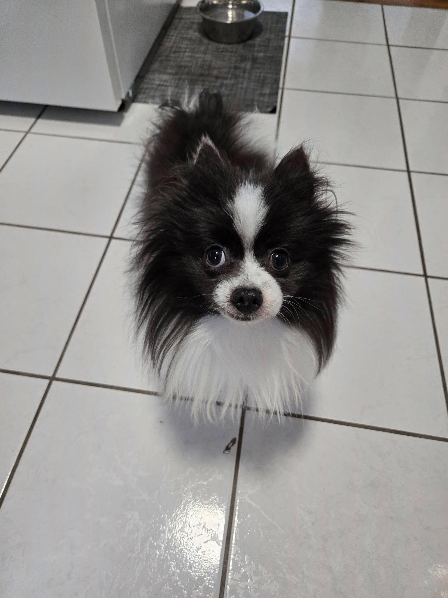 Enlarge Mickey , an adopted Pomeranian in Grosse Pointe Park, MI image 1/3