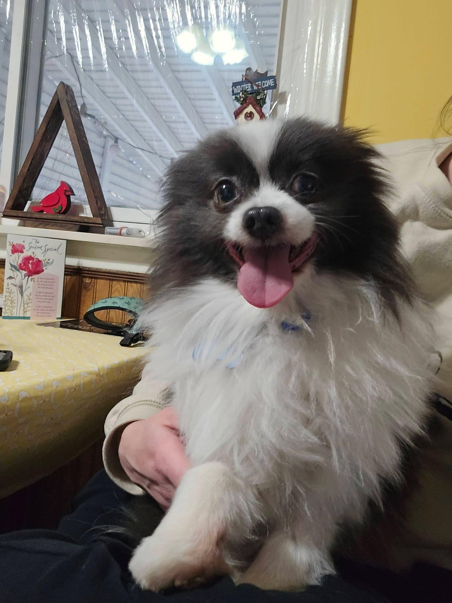 Enlarge Mickey , an adopted Pomeranian in Grosse Pointe Park, MI image 2/3